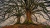 Symphysiotomy*